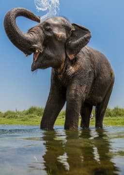 Asian Elephant