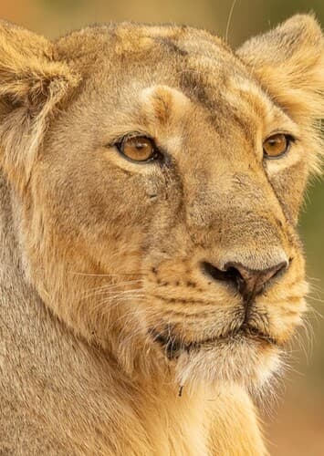 Asiatic Lion