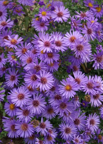 Aster (Purple)
