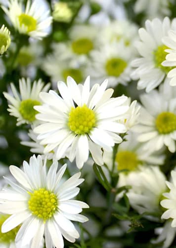 Aster (White)