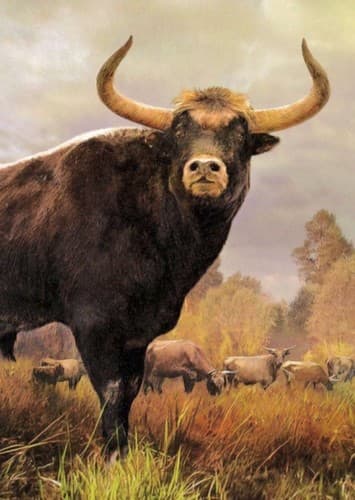 Aurochs