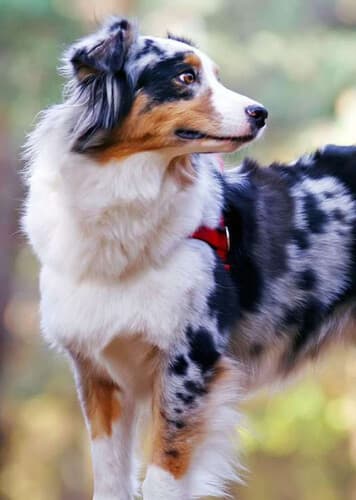 Australian Shepherd