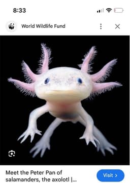 Axolotl