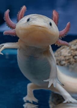 Axolotl