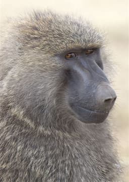 Baboon