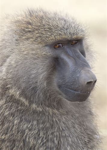 Baboon