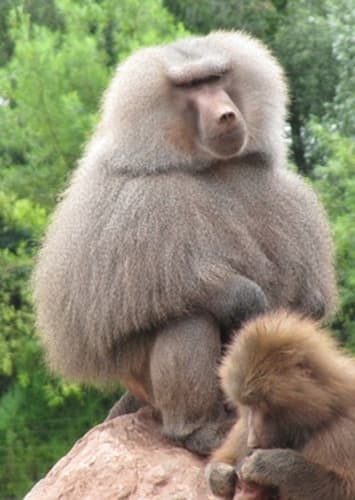 Baboon