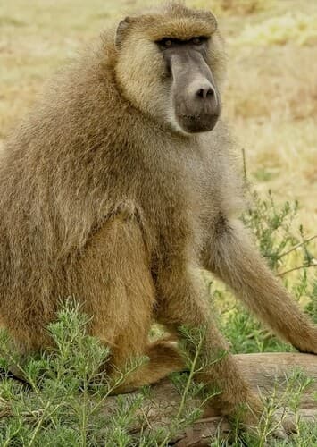 Baboon