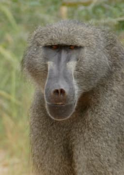 Baboon