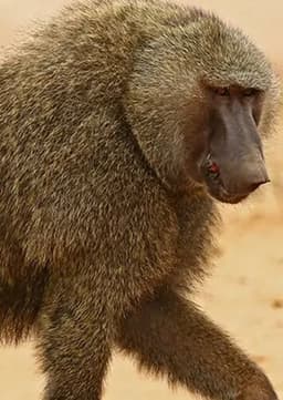 Baboon