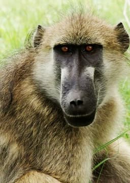 Baboon