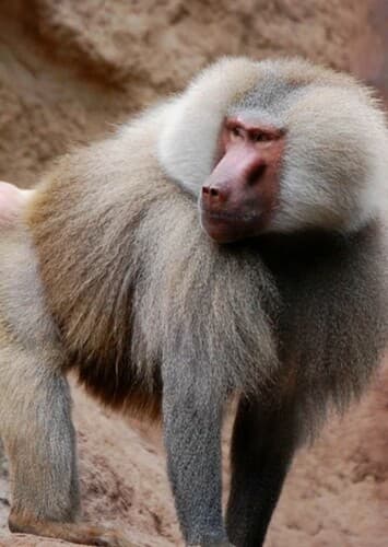 Baboon