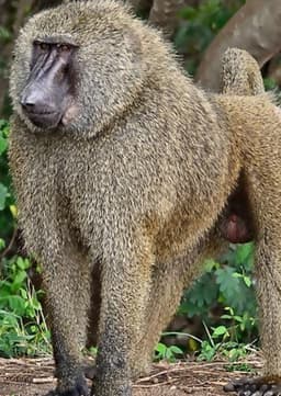 Baboon