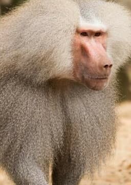 Baboon