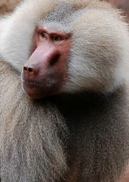 Baboon