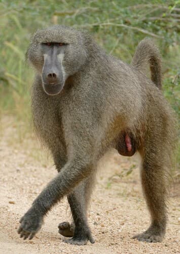 Baboon