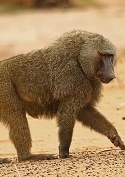 Baboon