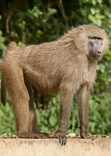Baboon