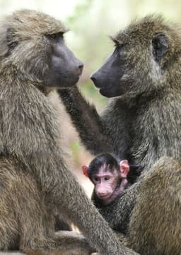 Baboon