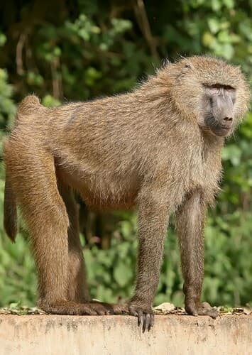 Baboon