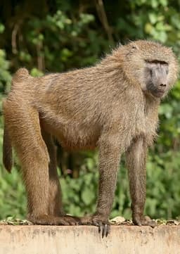 Baboon