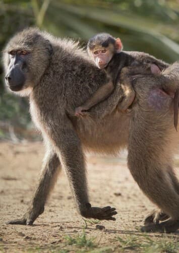 Baboon
