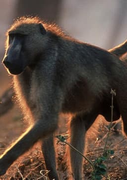 Baboon