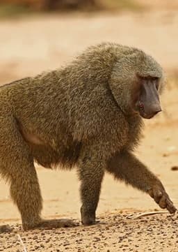 Baboon