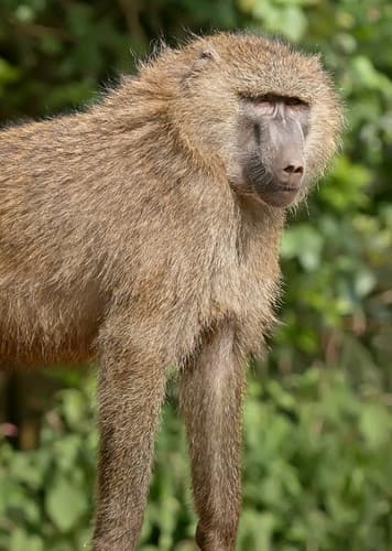 Baboon