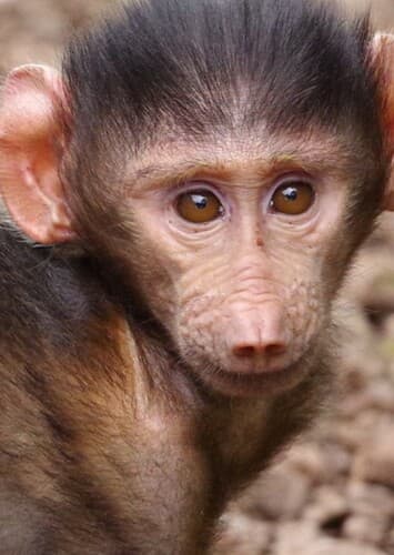 Baby Baboon