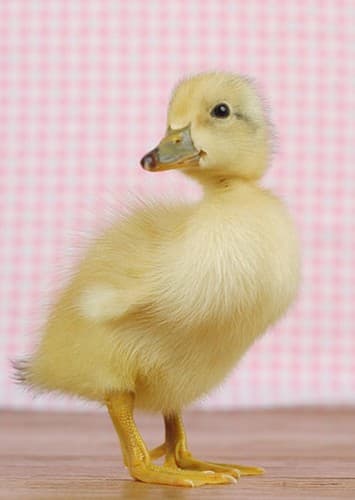 Baby Duck