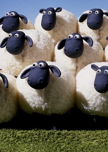 Background Sheep Flock