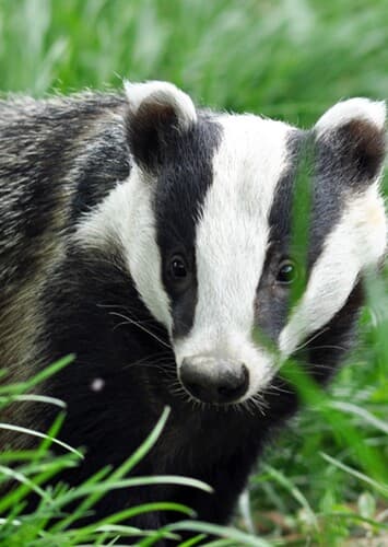 Badger