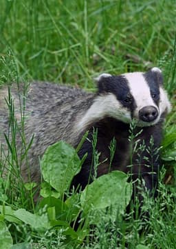Badger