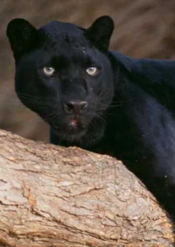 Bagheera