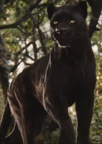 Bagheera