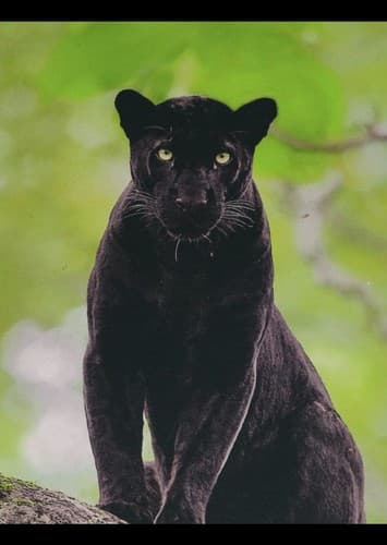 Bagheera