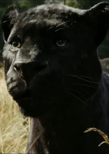 Bagheera