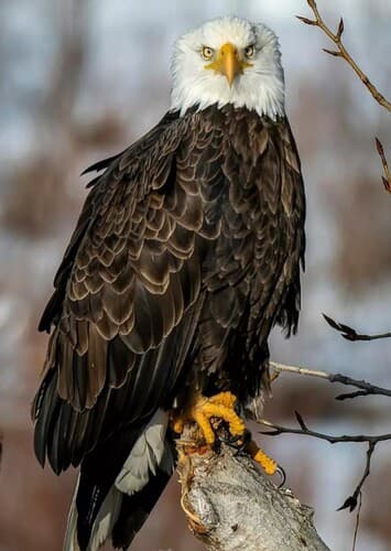 Bald Eagle