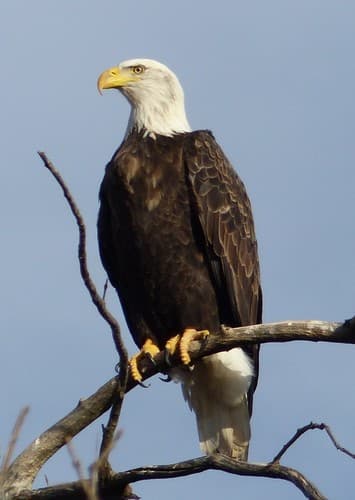 Bald Eagle