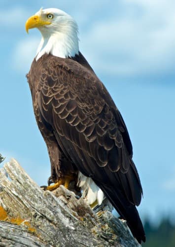 Bald Eagle