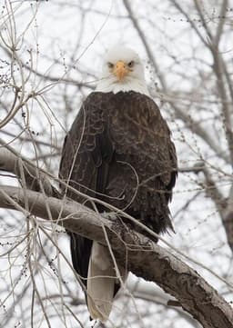 Bald Eagle