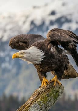 Bald Eagle