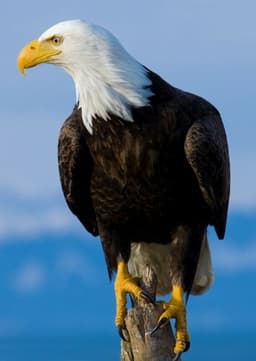 Bald Eagle