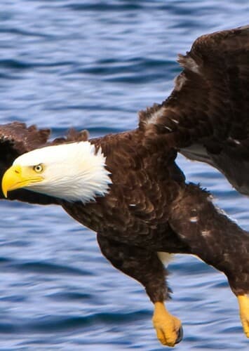 Bald Eagle