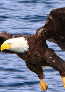 Bald Eagle