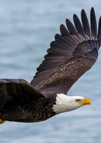 Bald Eagle