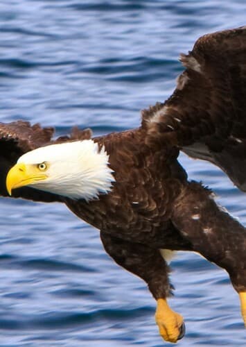 Bald Eagle