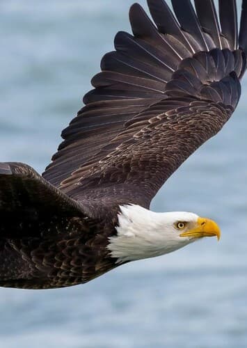 Bald Eagle
