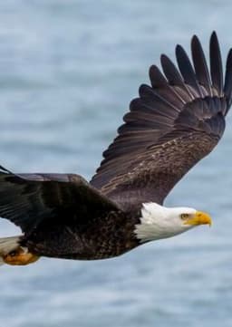 Bald Eagle